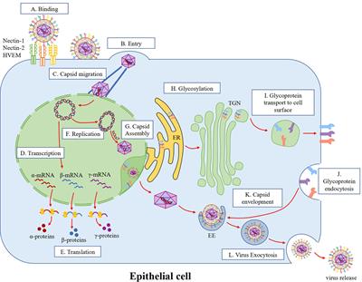 Frontiers | Crosstalk Between Epithelial Cells, Neurons And Immune ...